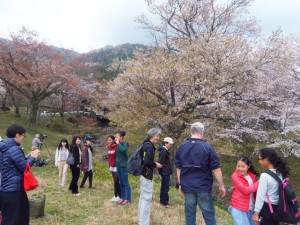 Sakura Trip April 2016